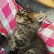 Gatos 💕 WhatsApp Channel