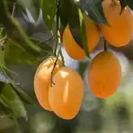 mangfams 🥭🩵 WhatsApp Channel