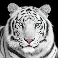 Nature World WhatsApp Channel