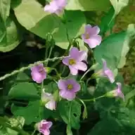 Niuntam Vadi WhatsApp Channel