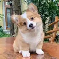 NOTHING BUT CUTENESS AND JOY WhatsApp Channel