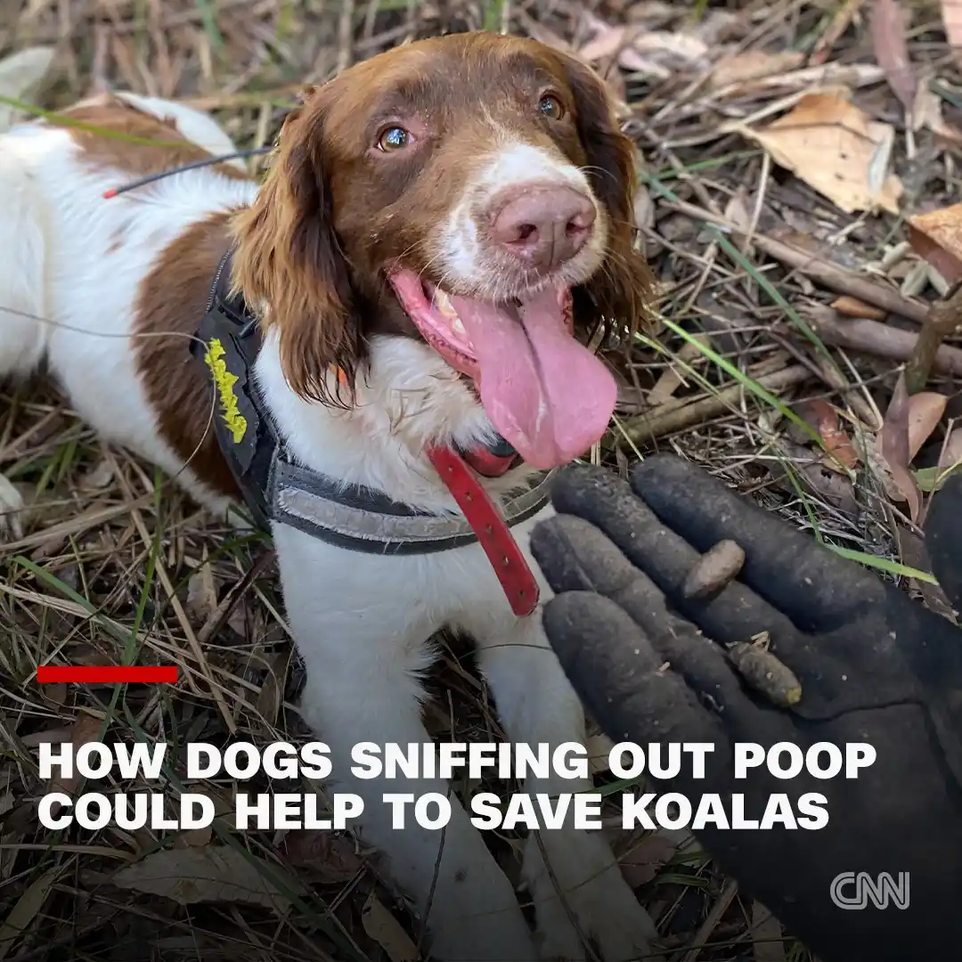 Image from CNN: Max makes an unlikely conservation worker, and not just because he’s a...