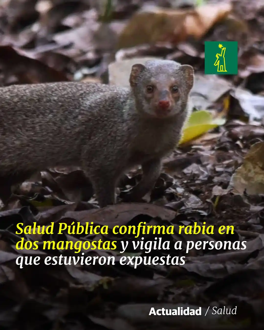 Image from Diario Libre: ⚕ *|<a class="text-blue-500 hover:underline cursor-pointer" href="/has...