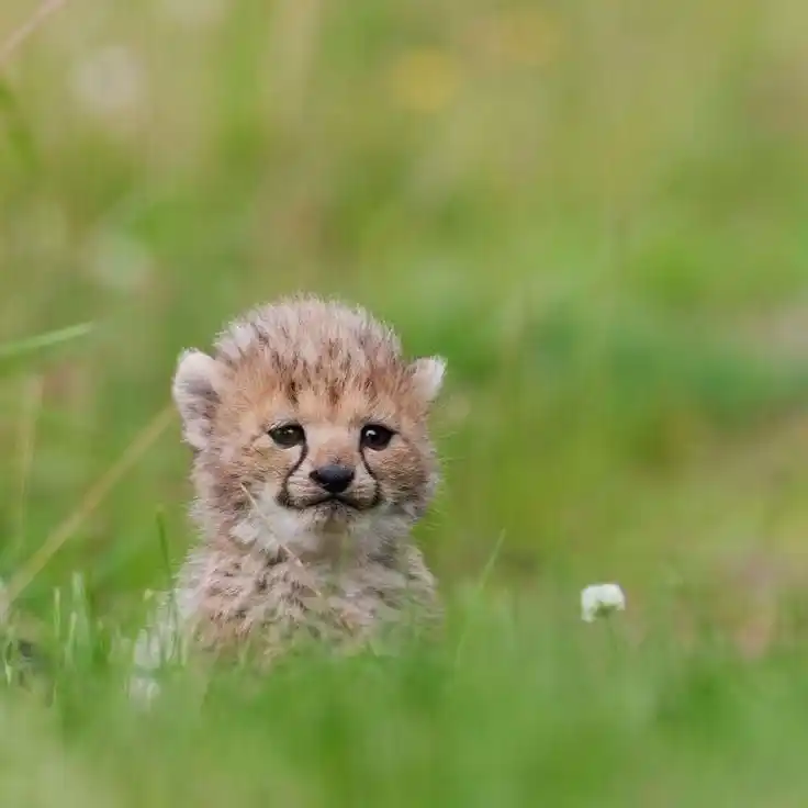 Image from Fotos impressionantes pelo mundo: Bom dia com esse baby cheetah ❤️ 📸 amazingnature/X...