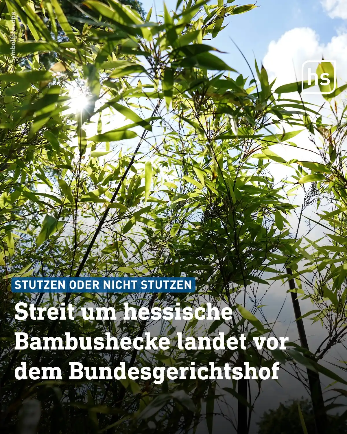 Image from hessenschau: Eine Hessin hat ihren *Bambus über sechs Meter wachsen* lassen. Ihr Na...