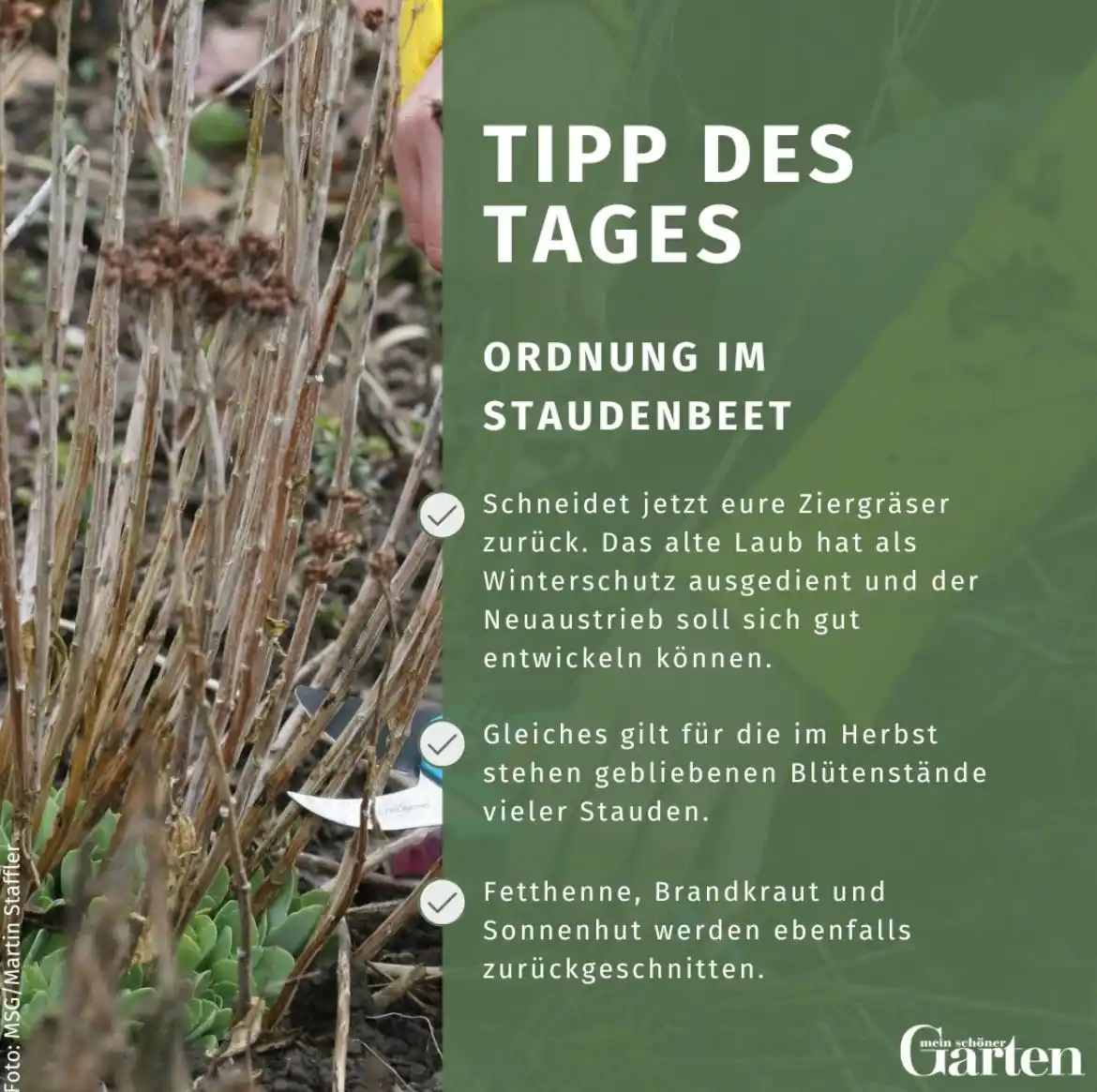 Image from Mein schöner Garten: Unser Tipp des Tages: Ordnung im Staudenbeet ❗Wer Insekten schützen m...