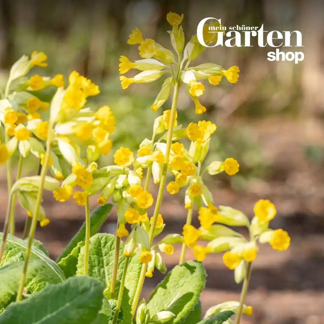 Mein schöner Garten post