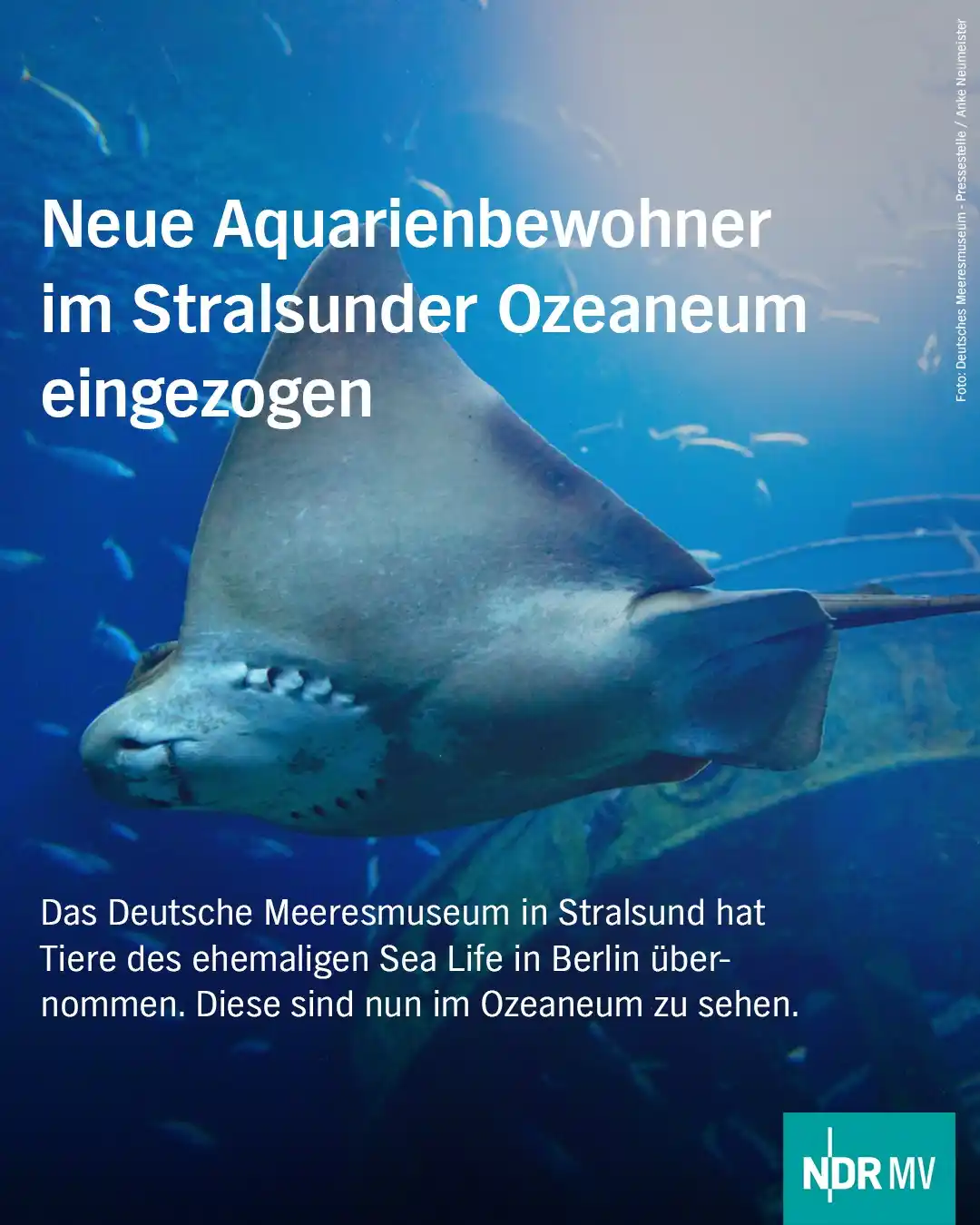 Image from NDR MV Nachrichten: 🦈 In das Ozeaneum in Stralsund (Landkreis Vorpommern-Rügen) sind neue...