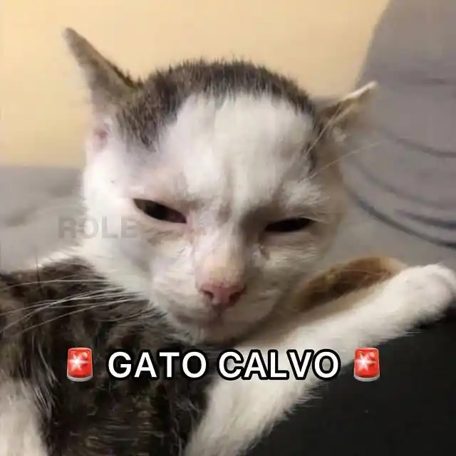 Pais de Pets | Dicas e curiosidades post