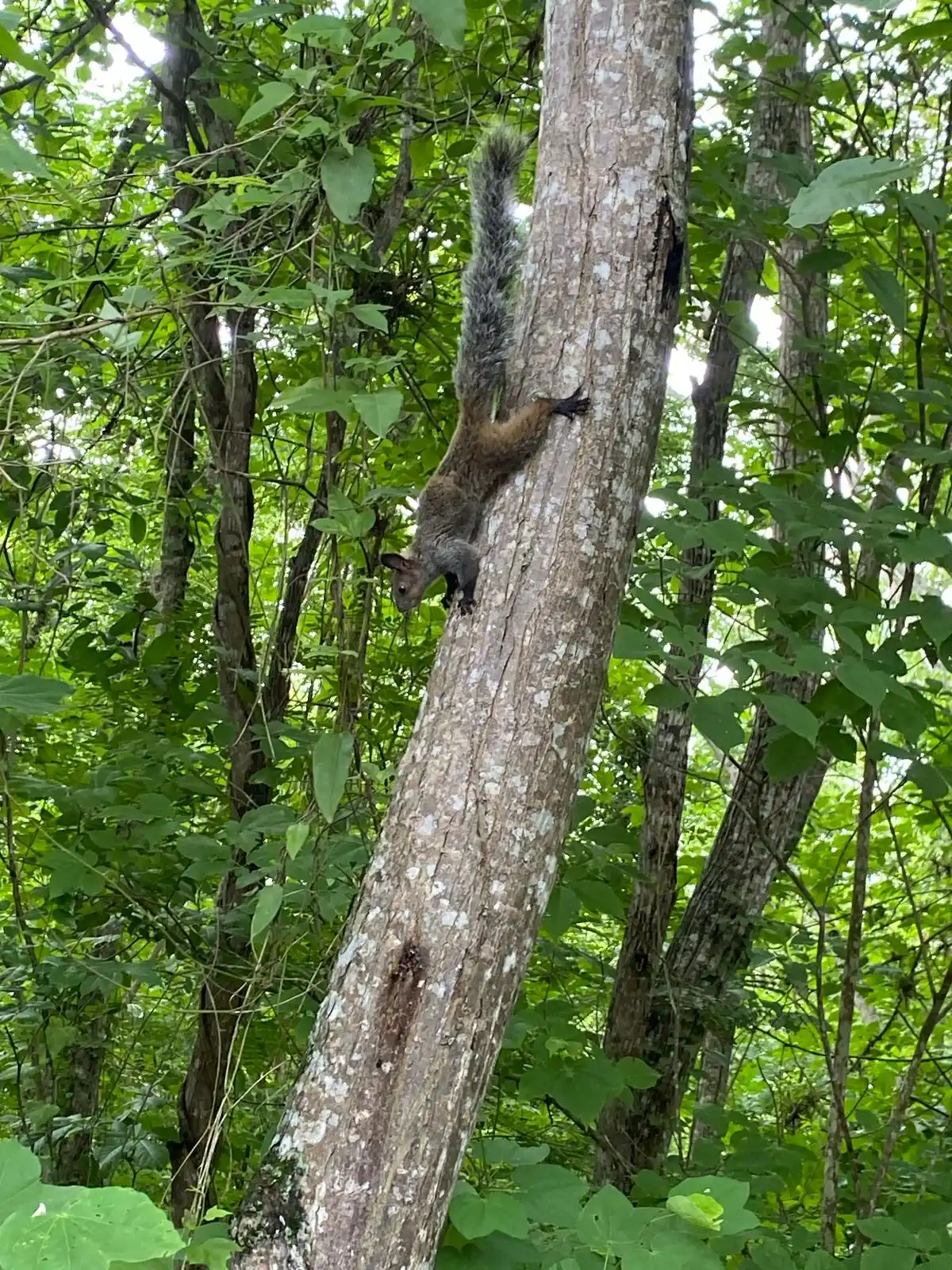 ꒰͜͡  ꒰͜͡    . ‎🪽᷒ᰰ   ֺ  𝓑𝖺𝗇𝖽  𐓟͜𝗂𝖽   𝗍𝗈   𝗍𝗁𝖾   𝗁𝖾𝖺𝗋𝗍 . . . ੭͡🌸ㅤֺ post