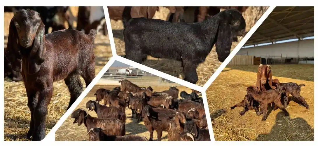 Image from TİGEM: Halep ırkı keçi yetiştiriciliği yapılan Ceylanpınar Tarım İşletmemizde...