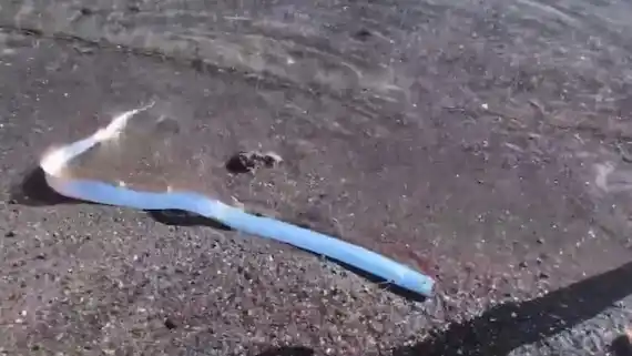 Image from Geopop: *Pesce remo avvistato in Messico: è davvero un presagio di terremoti?*...