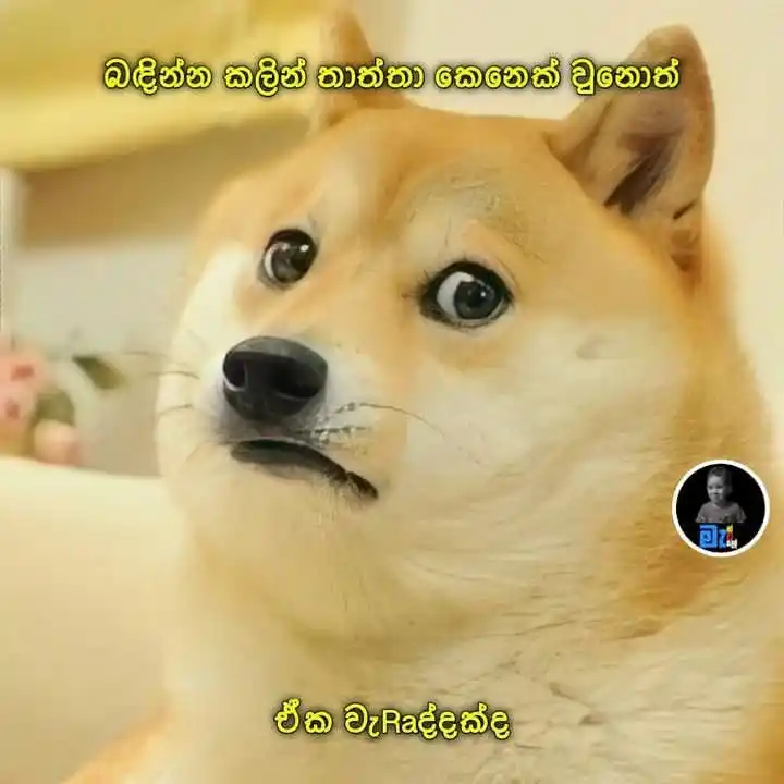 ᥫᩣ┊💚 ᖴ 𝐄 𝐄 ᒪ 𝐈 ᑎ 𝐆 ☘️❞ |🇱🇰 post