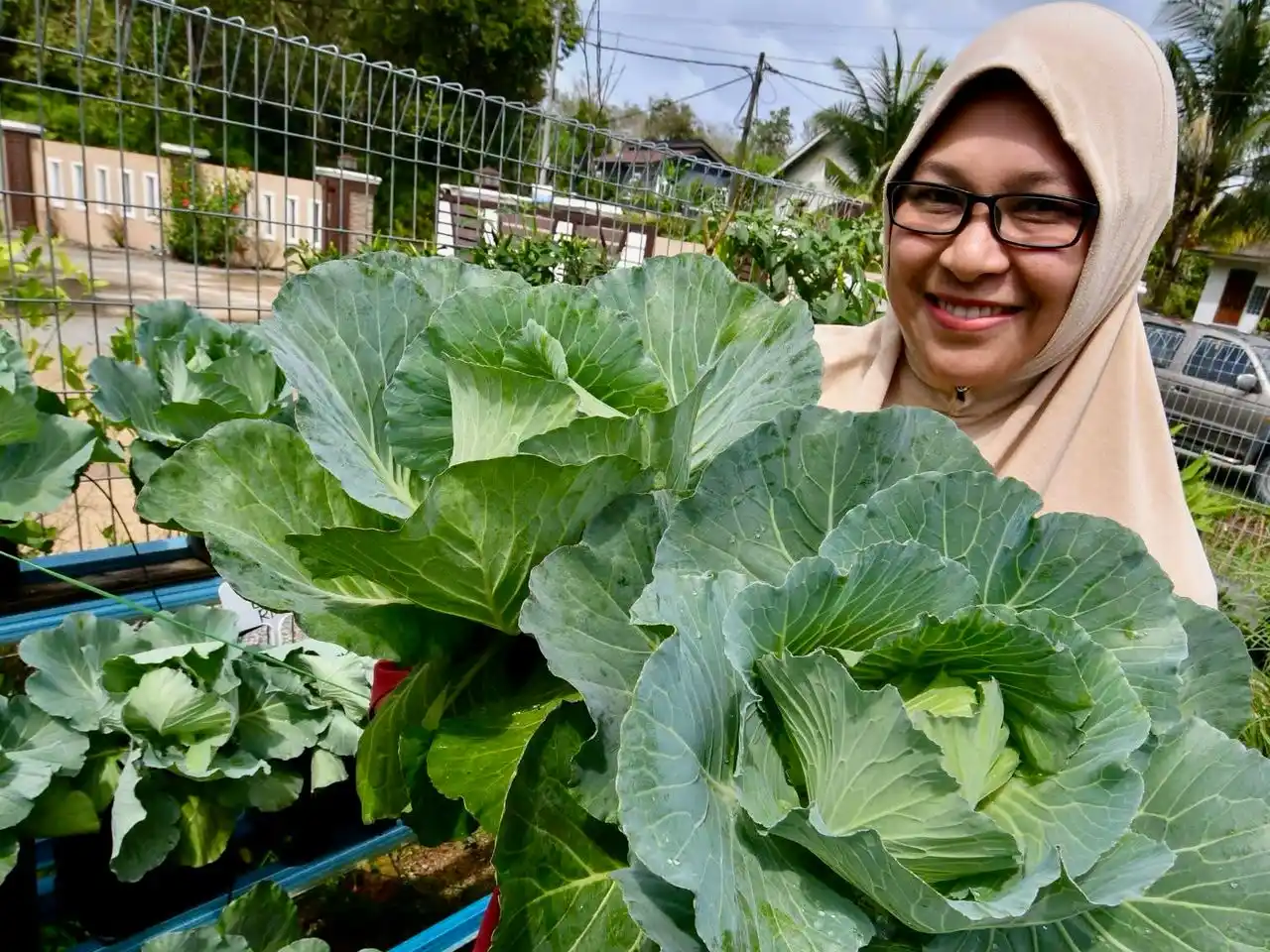 Image from Jabatan Pertanian Malaysia: Suri Rumah Tanam Lebih 70 Jenis Sayuran Beri Pulangan Lumayan Dia mul...