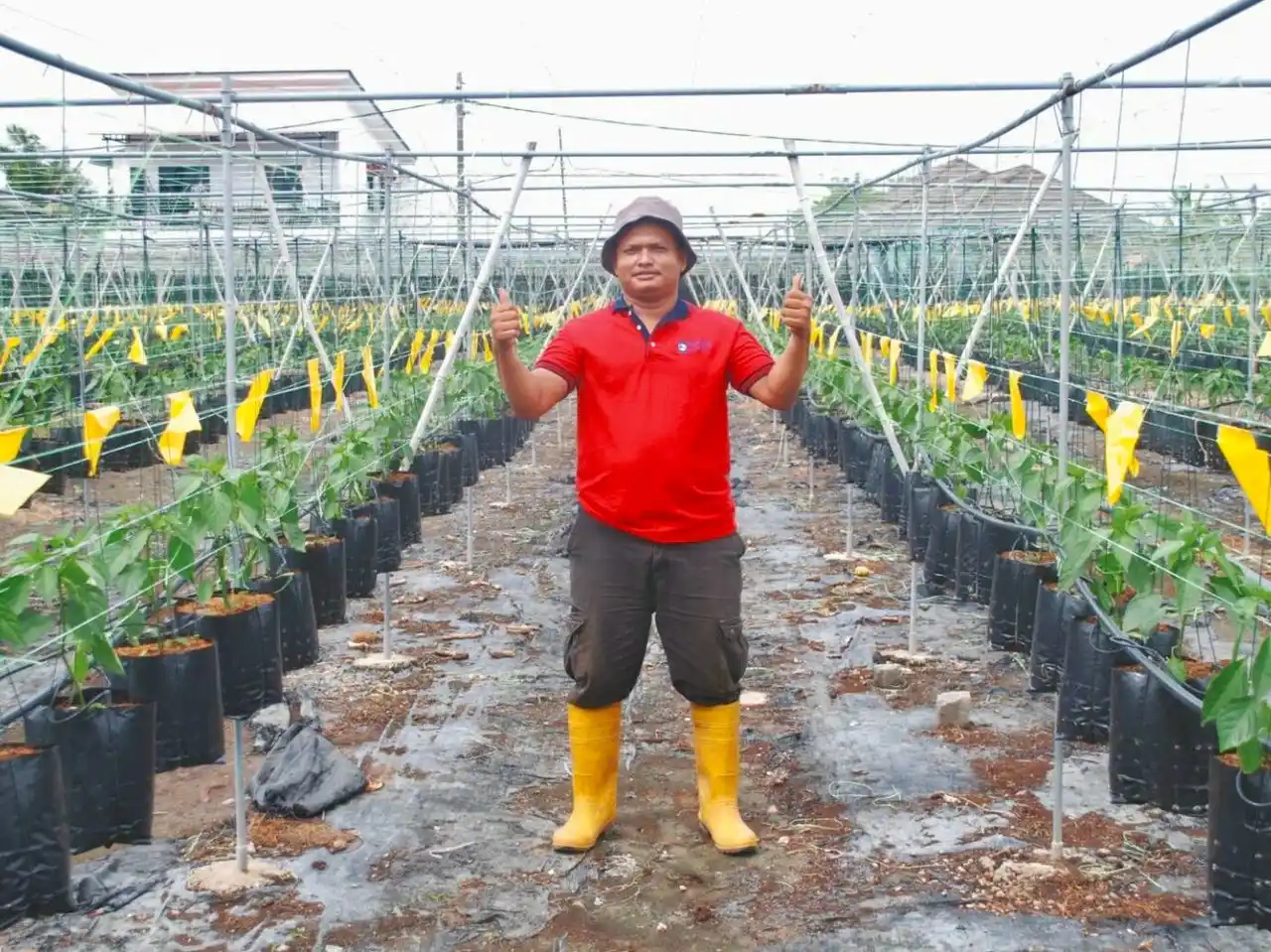 Image from Jabatan Pertanian Malaysia: Dia membuat keputusan melepaskan jawatan penolong jurutera kerana yaki...