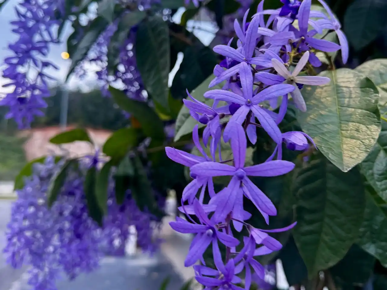 Image from Jabatan Pertanian Malaysia: PETREA VOLUBILIS: BUNGA UNGU MENAWAN YANG MEMIKAT HATI Keindahan bung...