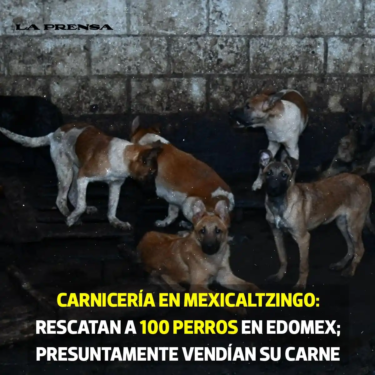 Image from LA PRENSA: *¡Con los perritos, no!* 🚨🐶 Terrible caso de *maltrato animal* fue ...