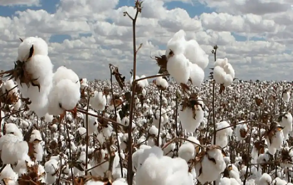 Image from Mettis Link News: *APTMA, Brazilian delegation discuss cotton sector collaboration*  In ...