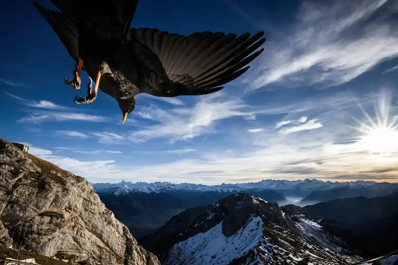 Image from National Geographic España: 🦅 Desde este original ángulo, vemos a una *chova alpina o piquigualda...