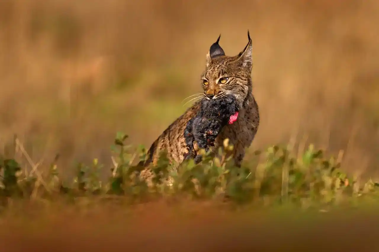 Image from National Geographic España: 📸 El *lince ibérico (Lynx pardinus)* se ha convertido en uno de los s...