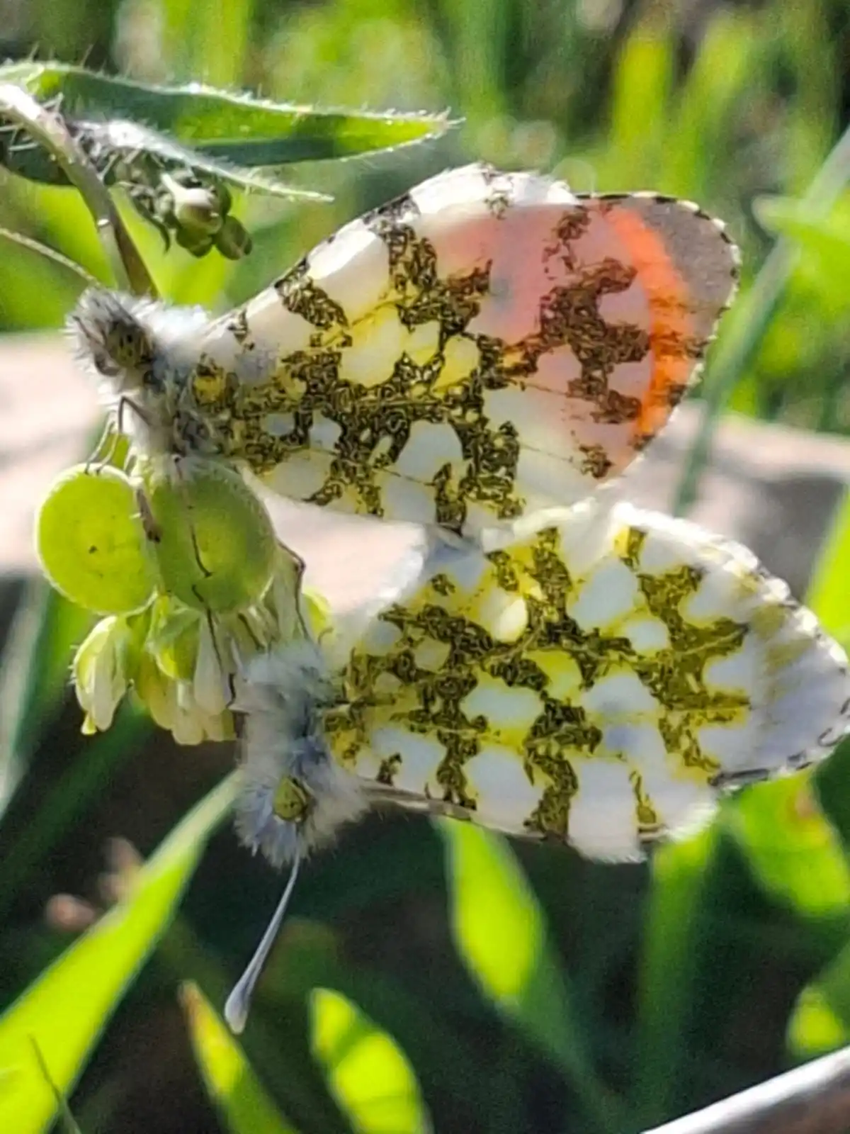 קבוצטבע🦔 post