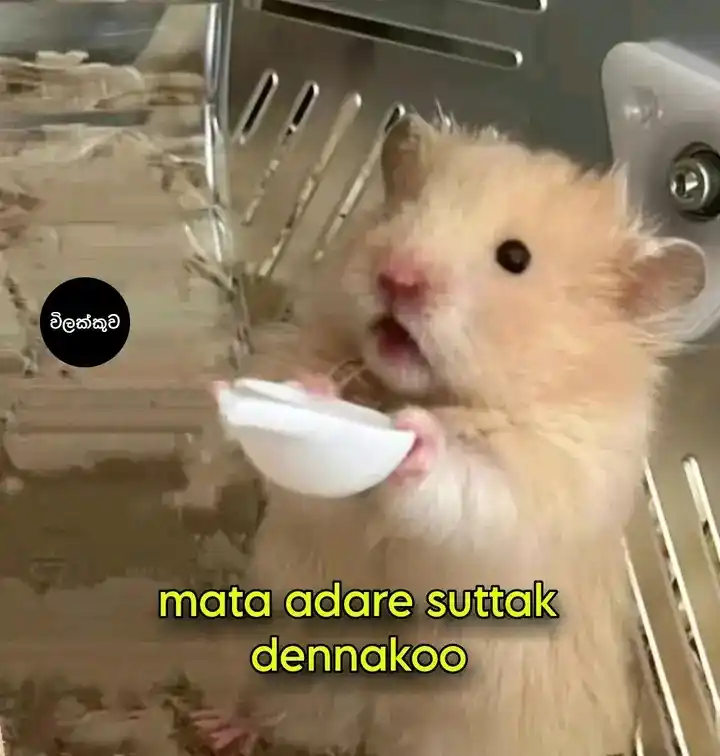 Ruka’ s Meme  post