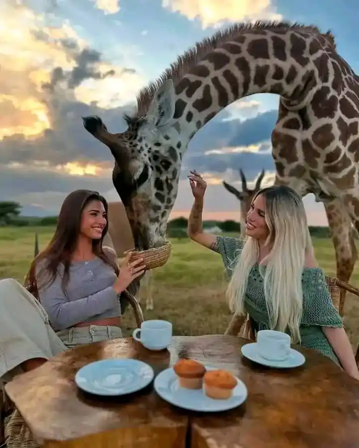Image from Travel Africa: Breakfast with a view like no other! 🦒☀️ Sharing moments in the wild,...
