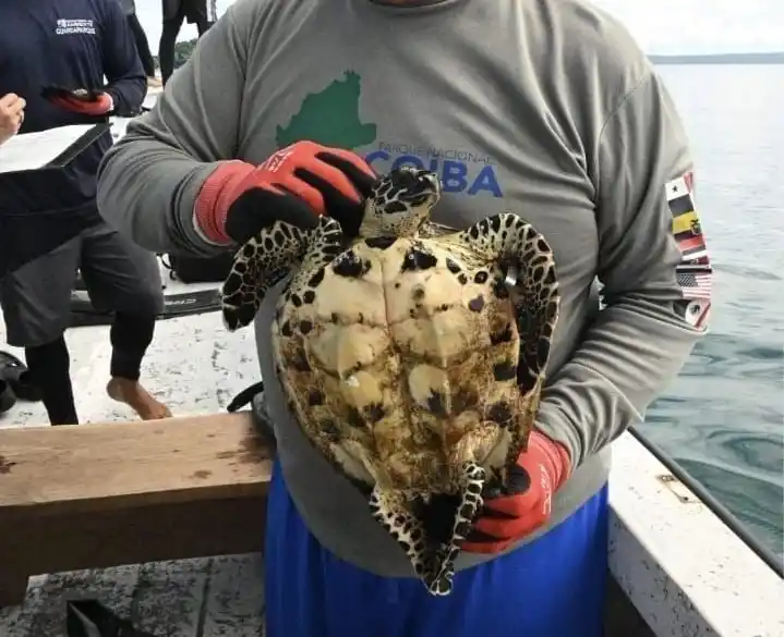 Image from TVN PANAMÁ: 🔴 *¡Atención!* *Encuentran la tortuga carey más pequeña jamás regist...