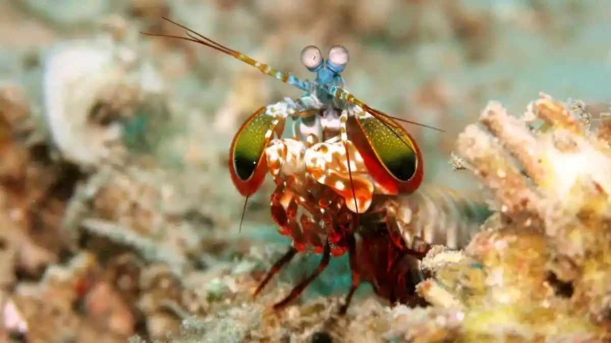 Image from Urban Tecno: 🥊Este crustáceo es el Ilia Topuria de la naturaleza 🦀Sus tenazas pa...