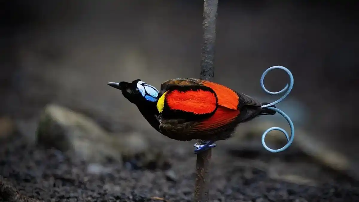 Image from Urban Tecno: 🐦🦜Las aves del paraíso son aun más exóticas de lo que pensábamos: so...