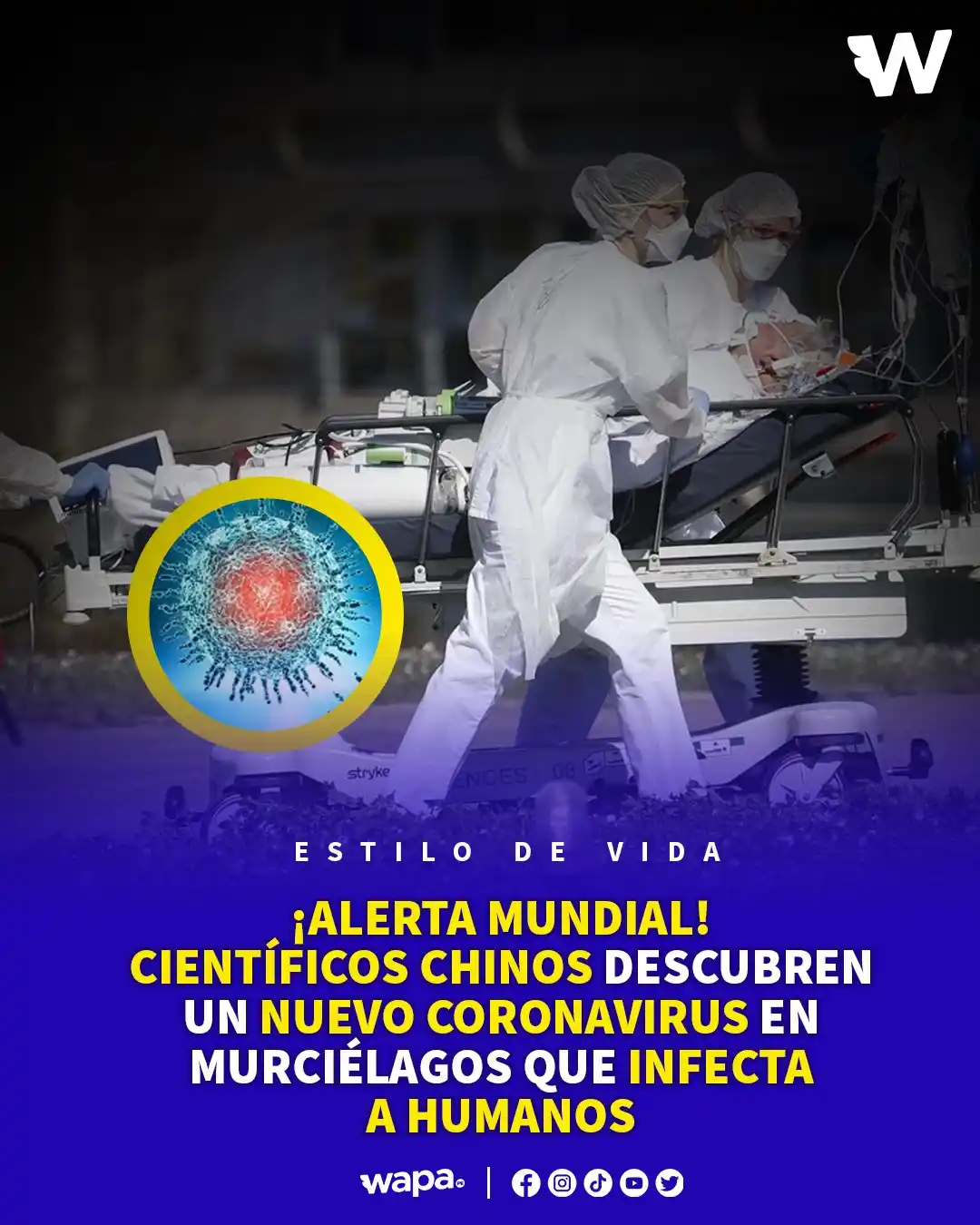 Image from Wapa.pe: 🚨😰 Alarma por el descubrimiento de un nuevo coronavirus en murciélag...