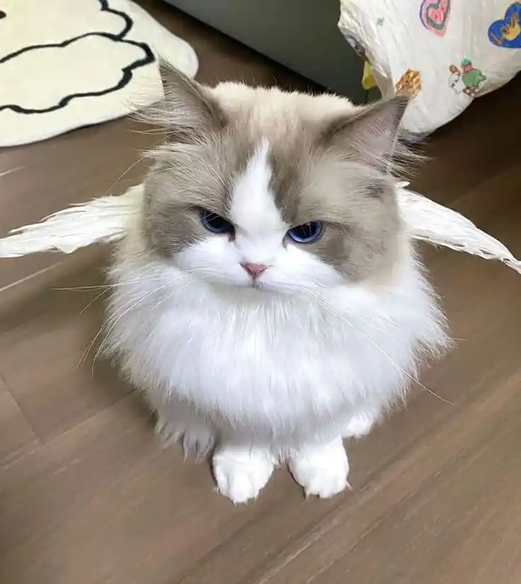 𝖆𝖗𝖘𝖍𝖆𝖐𝖆🚩 post