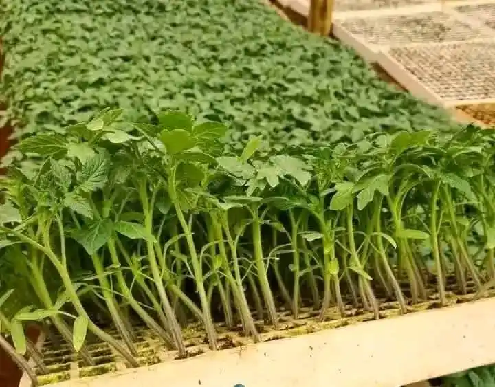 Farmers Adverts post