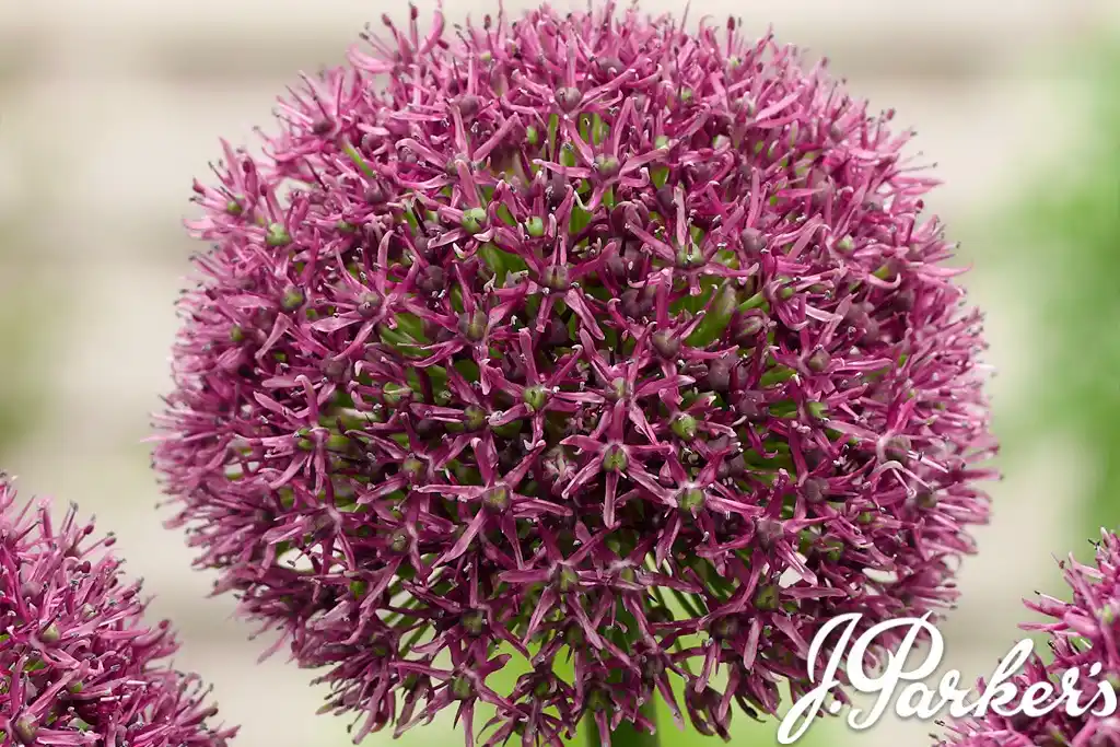 Gardeners’ World Mag: Offers post