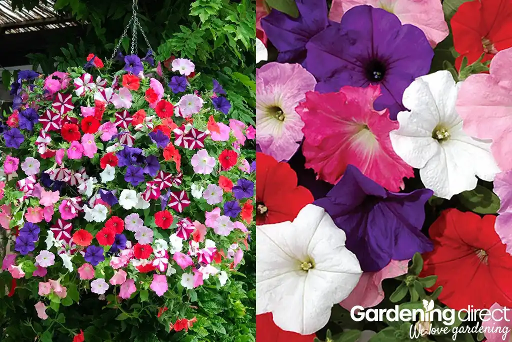 Gardeners’ World Mag: Offers post