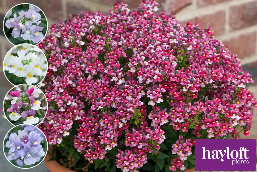 Image from Gardeners’ World Mag: Offers: Want to add long-lasting colour to your garden? 🌼 The Illuminating N...