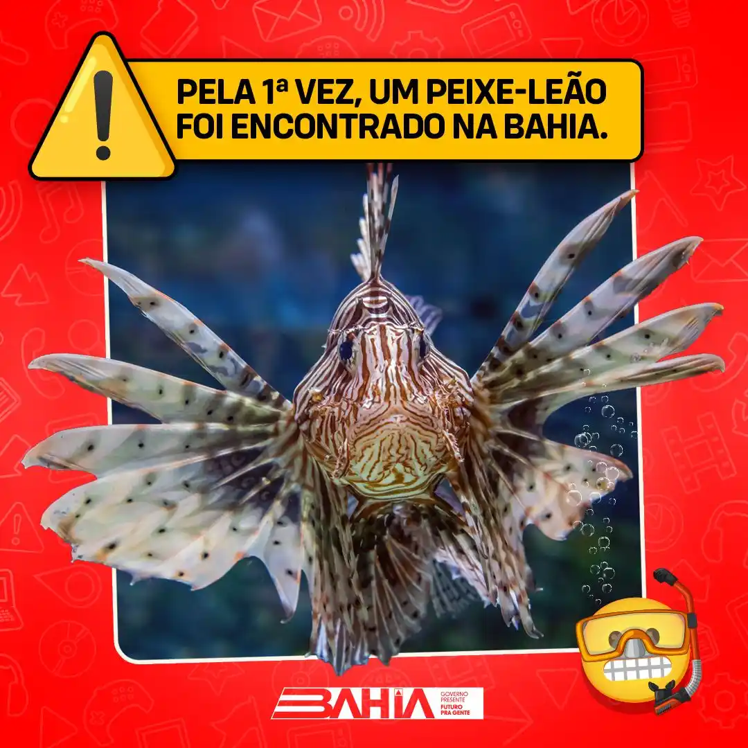 Image from Governo da Bahia: ⚠️ *Perigo* Ameaça ao ecossistema marinho por não ter predador natura...