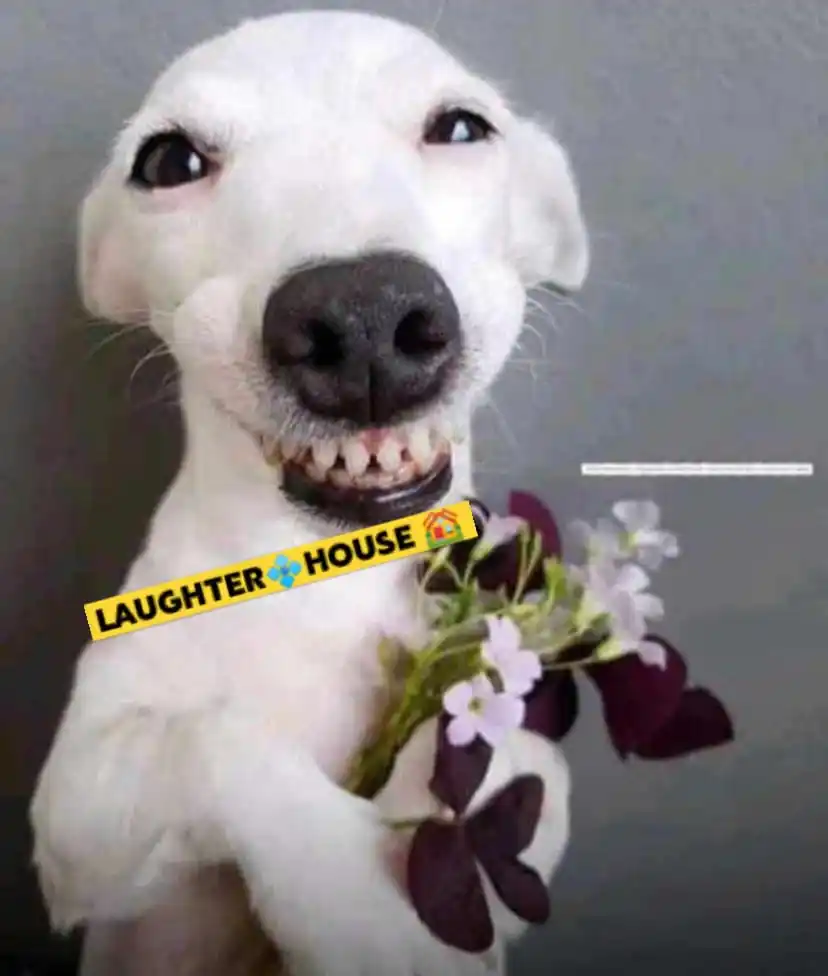 LAUGHTER 💠 HOUSE 😂 post