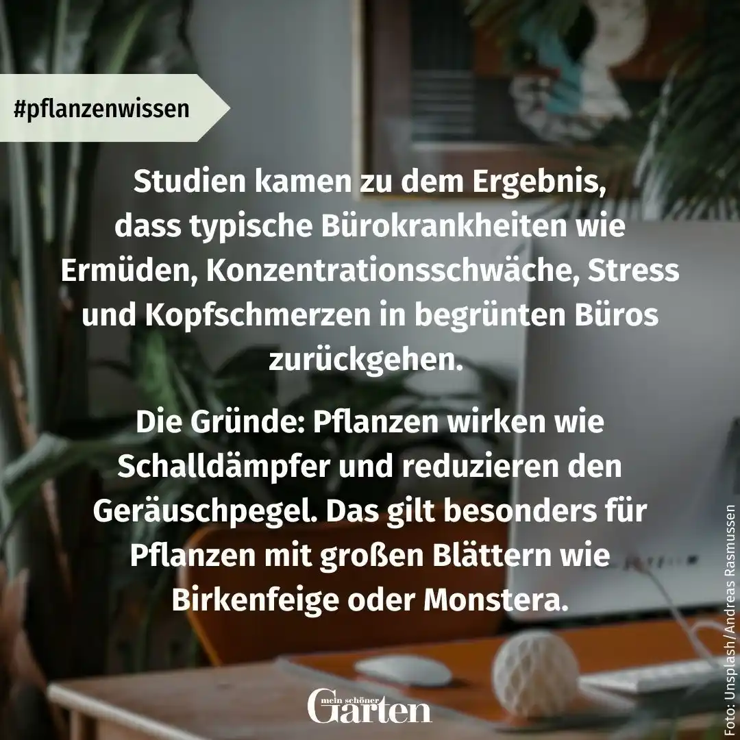 Mein schöner Garten – Zimmerpflanzen: Tipps & Tricks für plantlovers post