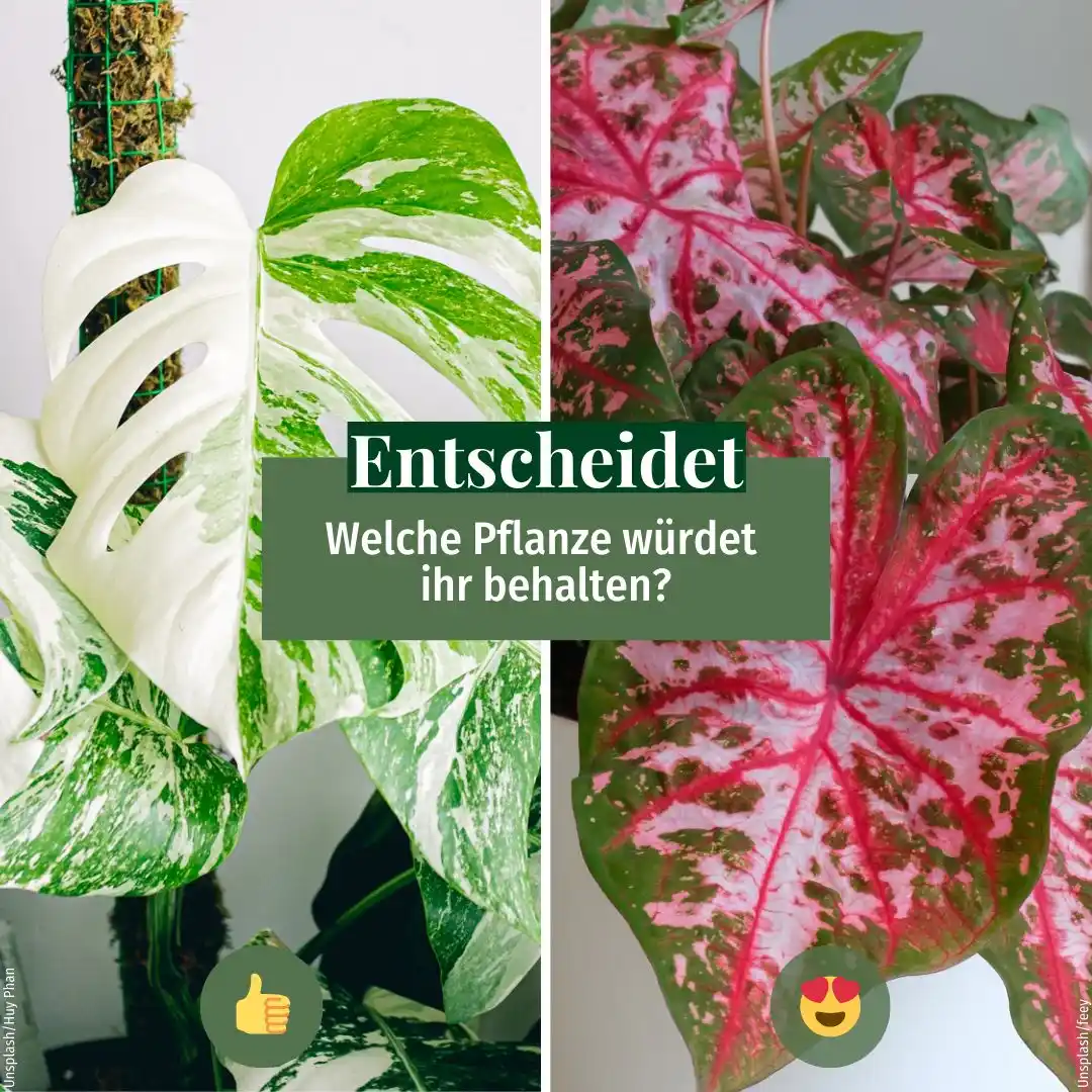 Mein schöner Garten – Zimmerpflanzen: Tipps & Tricks für plantlovers post