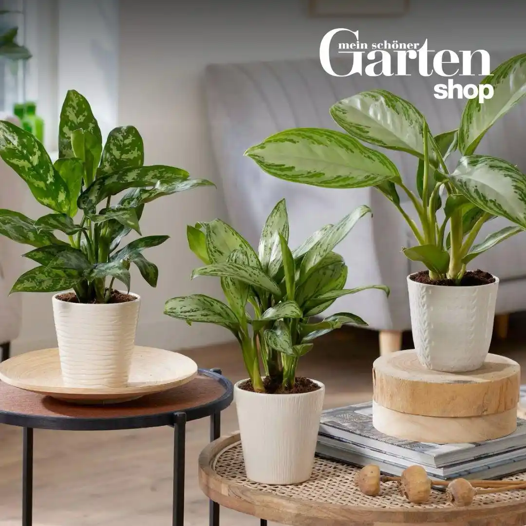 Mein schöner Garten – Zimmerpflanzen: Tipps & Tricks für plantlovers post