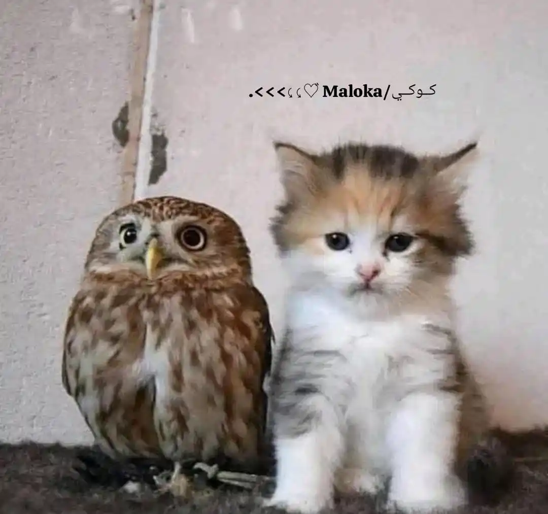 ⤹ 𝐏𝐥𝐚𝐧𝐞𝐭 𝐌𝐚𝐥𝐨𝐤𝐚¹¹:¹¹💕🎀↻ post