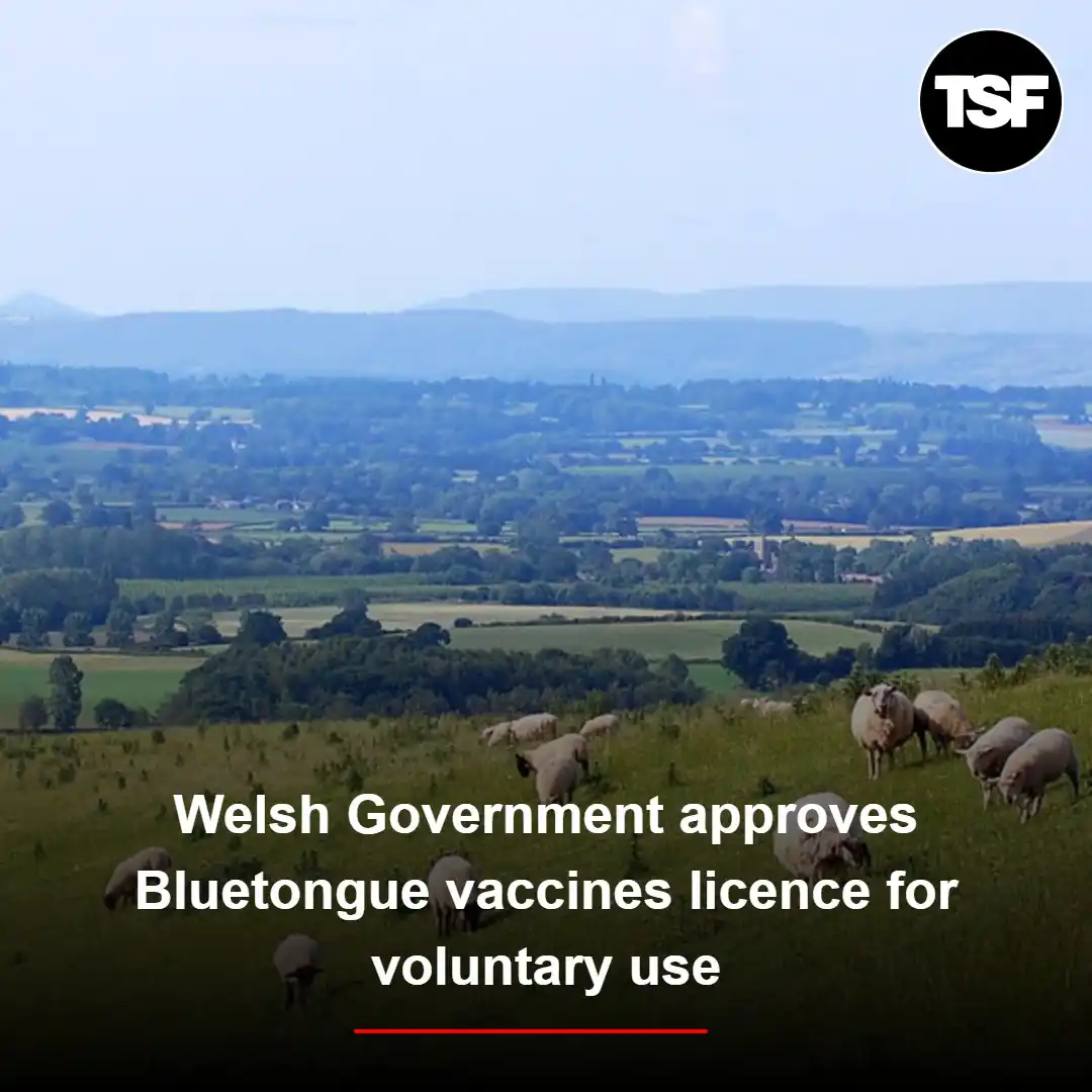 Image from The Scottish Farmer: Emergency BTV-3 vaccines approved to safeguard Welsh livestock https:...