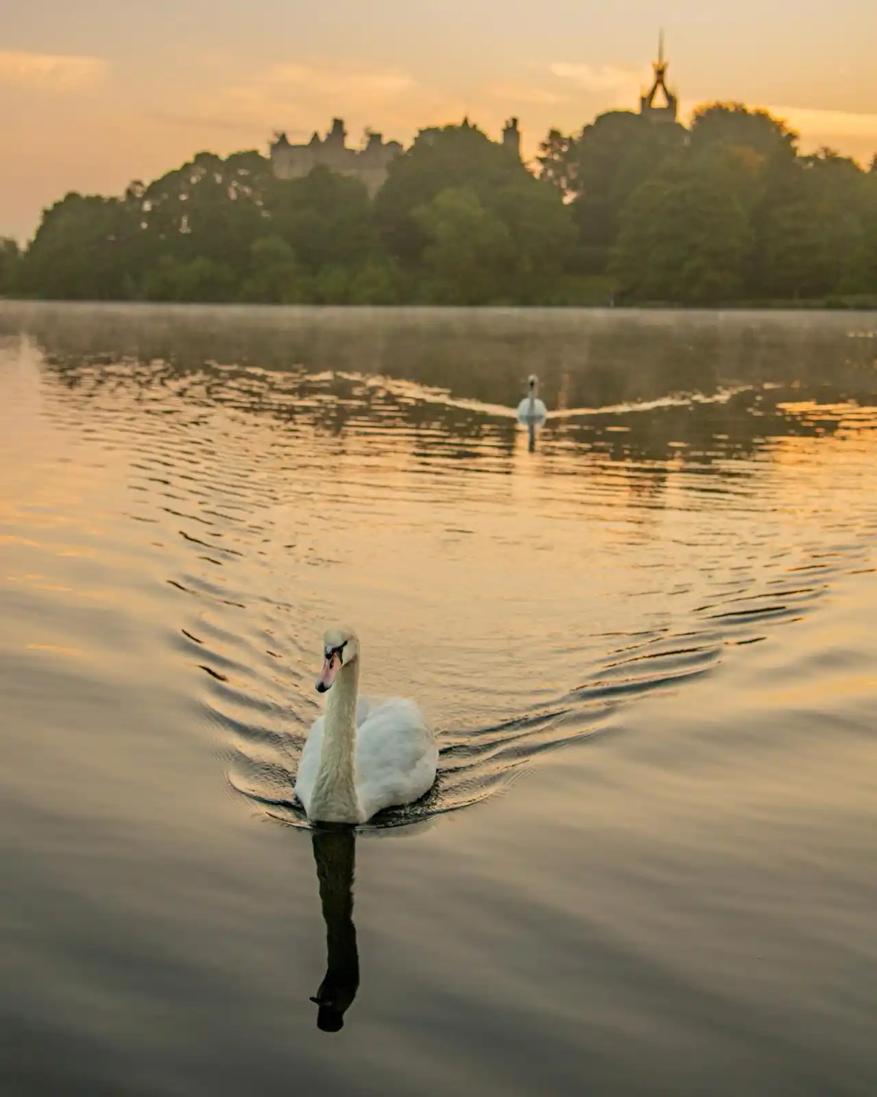 Image from West Lothian Latest News: West Lothian residents warned not to touch dead birds The council ha...