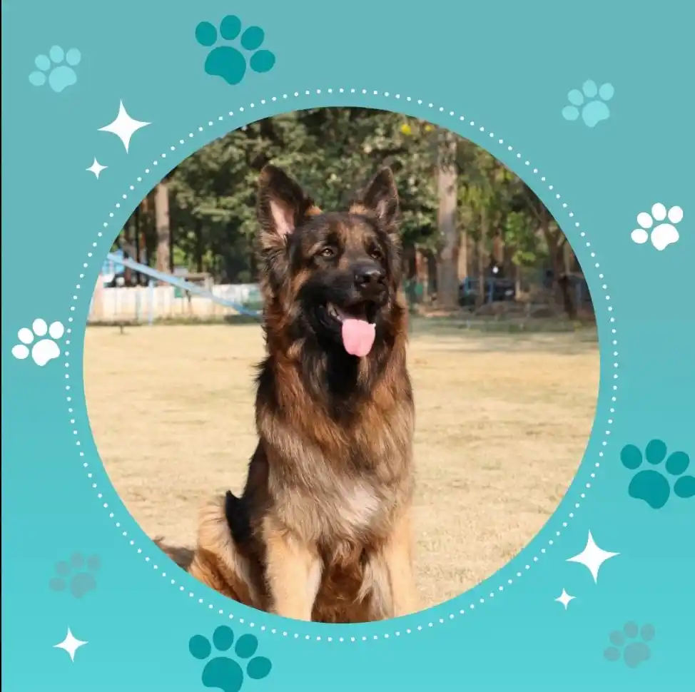 Image from Bengaluru City Police: Woof woof! 🐾 They say change is good, and guess who's rocking a fresh...