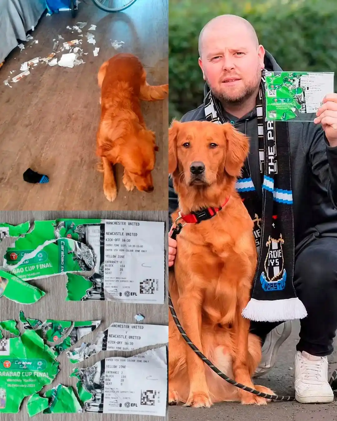 Image from Bolavip Brasil: 🎟️🐕 Imagina a emoção de ver seu time na final, preparar tudo para ir...