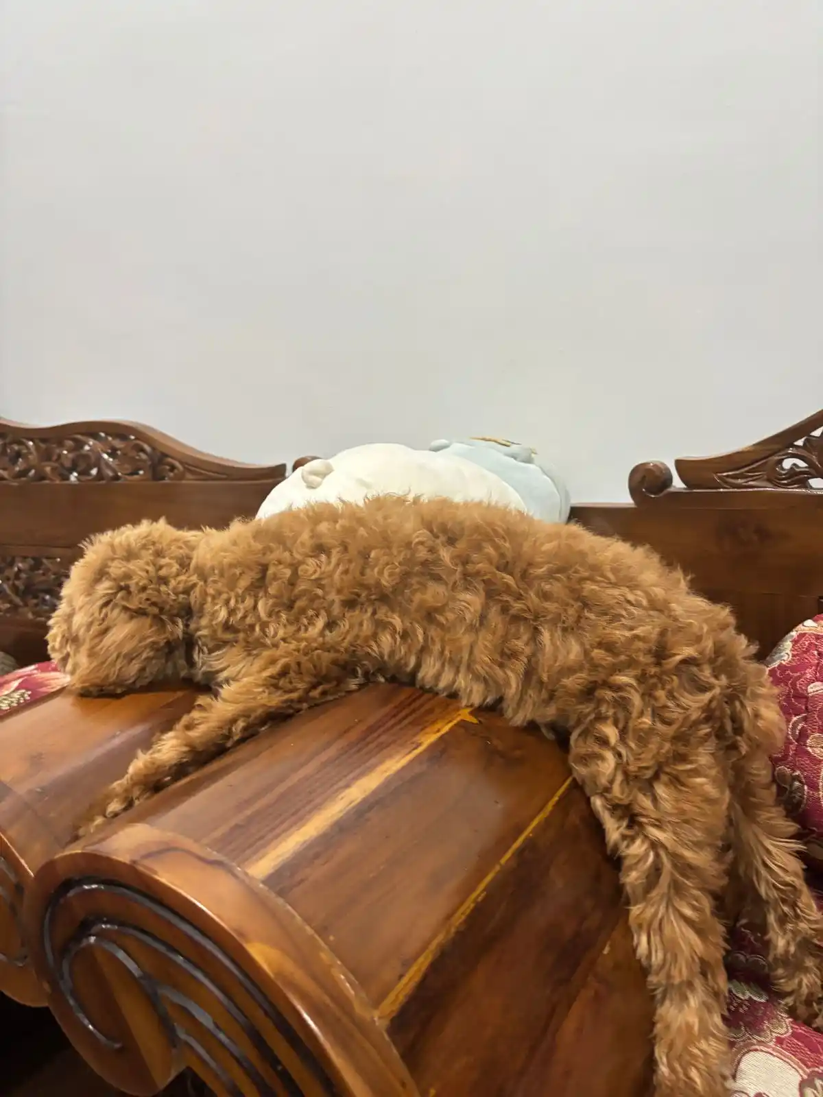 Brown(s)Pace🪐 post