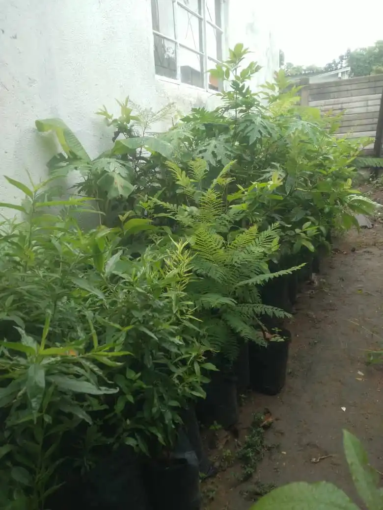 Image from BULAWAYO ADVERTISING🐘🌏: Selling trees at $2 each: I have Guava, Peach, Jacaranda, Palm, Cape G...