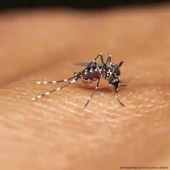 Image from Canal 5101: Brasil anuncia su primera vacuna contra el dengue 25/02/202525 de febr...