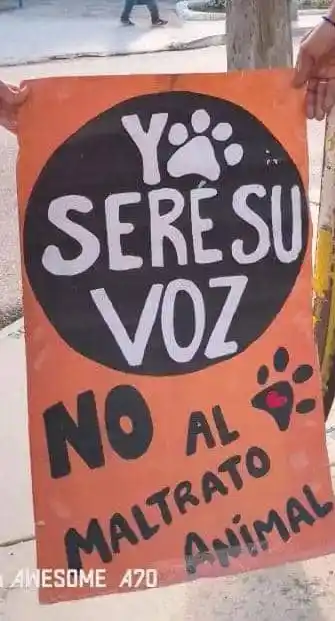 Image from CANAL - NOTICIAS AQUÍ Y AHORA: 🐶 *Protección Animal* 🐾 *🐾 ACTUALIZACIÓN SOBRE EL CASO DEL GATO D...